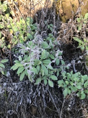 Phacelia imbricata