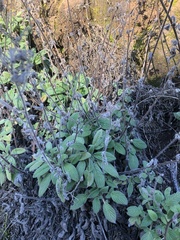 Phacelia imbricata