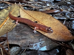 Gyrinophilus porphyriticus