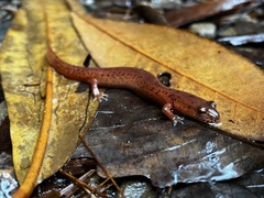 Gyrinophilus porphyriticus