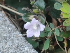 Strobilanthes reptans