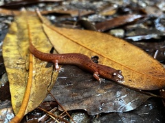 Gyrinophilus porphyriticus