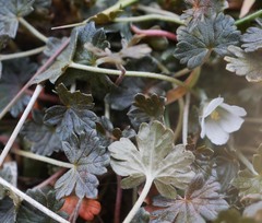 Geranium brevicaule