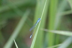 Enacantha caribbea