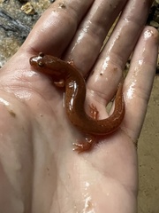 Gyrinophilus porphyriticus