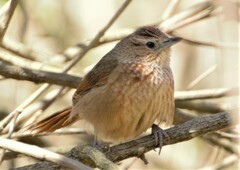 Phacellodomus maculipectus