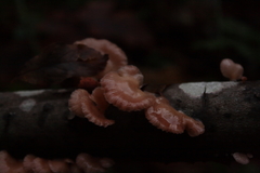 Scytinotus longinquus