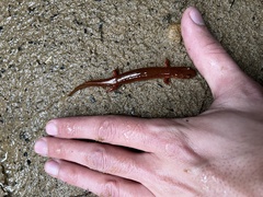 Gyrinophilus porphyriticus