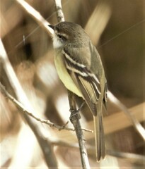 Mecocerculus leucophrys