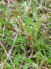 Pterostylis tristis