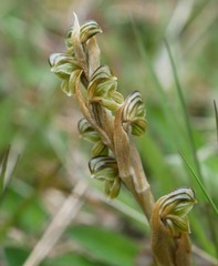 Pterostylis tristis