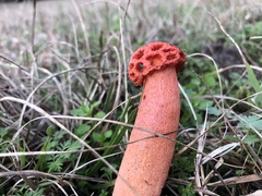 Simblum sphaerocephalum