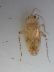 Monospatha distincta