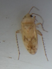 Monospatha distincta