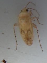 Monospatha distincta