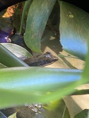 Lithobates warszewitschii