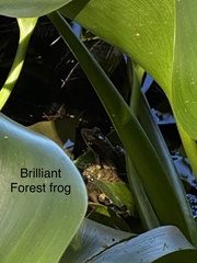 Lithobates warszewitschii