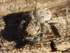 Habronattus coecatus