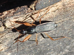 Cnemodus mavortius