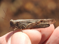 Trimerotropis maritima