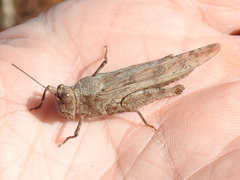 Trimerotropis maritima