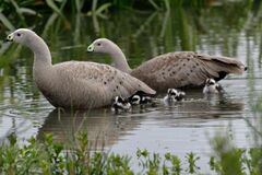 Cereopsis novaehollandiae