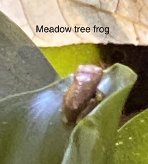 Isthmohyla pseudopuma