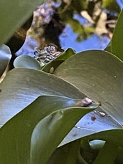 Isthmohyla pseudopuma