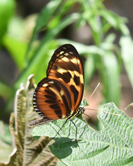 Heliconiini