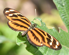 Heliconiini