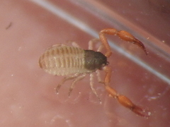 Chernetidae