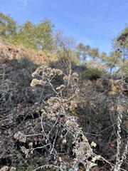 Pseudognaphalium microcephalum