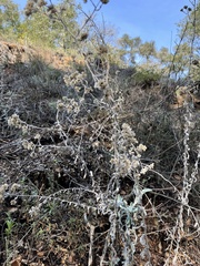 Pseudognaphalium microcephalum