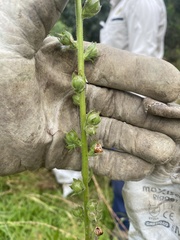 Verbascum virgatum