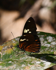 Heliconius burneyi