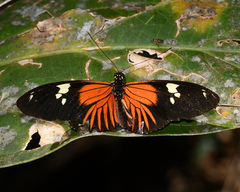 Heliconius burneyi