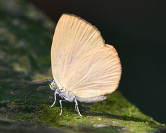 Theope eudocia