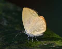 Theope eudocia