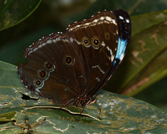 Morpho helenor