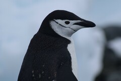 Pygoscelis antarcticus