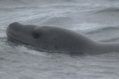 Hydrurga leptonyx