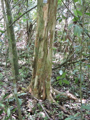 Calyptranthes lucida