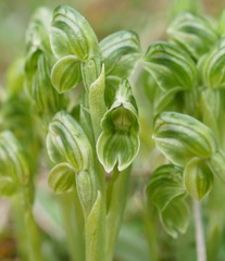 Pterostylis tanypoda