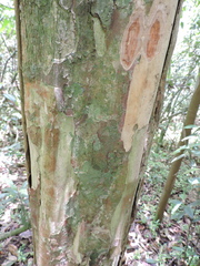 Calyptranthes lucida