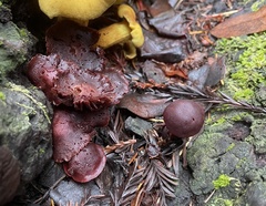 Tubaria punicea