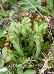 Pterostylis tanypoda