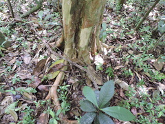 Calyptranthes lucida