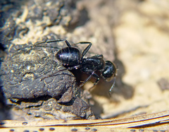 Camponotus laevissimus