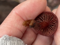 Tubaria punicea