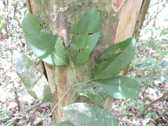 Calyptranthes lucida